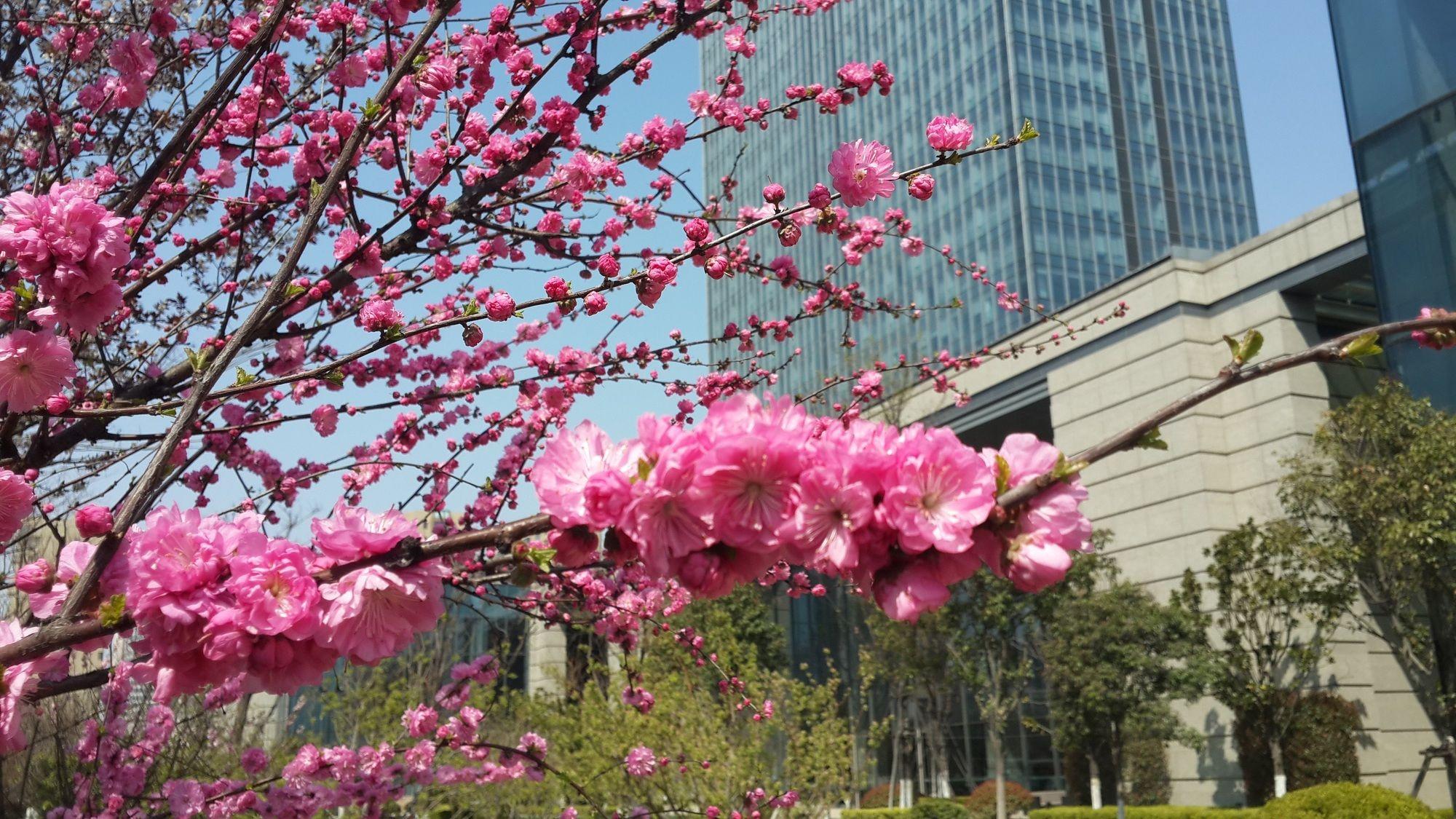 Sheraton Qingdao Jiaozhou Hotel Ngoại thất bức ảnh